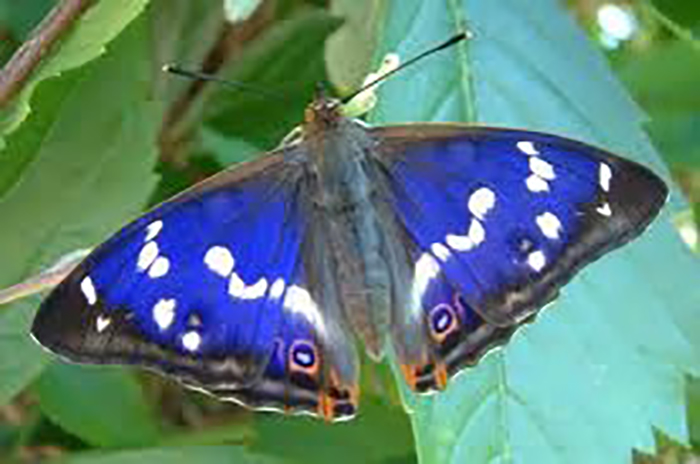 Schmetterling
